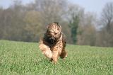 BRIARD 156